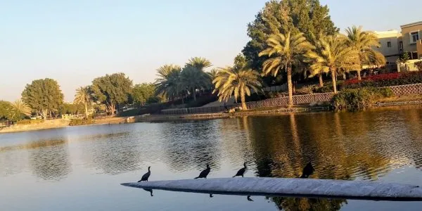 Арабиан Ранчес (Arabian Ranches) № 5